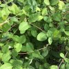 Lonicera pericl. 'Serotina'  Zimolez německý 'Serotina'