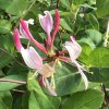 Lonicera pericl. 'Serotina'  Zimolez německý 'Serotina'