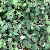 Lonicera pericl. 'Serotina'  Zimolez německý 'Serotina'