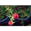 Helianthemum numm. 'Cerise Queen'  Devaterník, sluneční růže