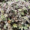 Acaena micr. 'Kupferteppich'  Acéna (Bedrnička, Plazilka) 'Kupferteppich'