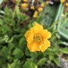 Geum chil. 'Lady Stratheden (Goldball)'  Kuklík čínský 'Lady Stratheden (Goldball)'