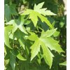 Liquidambar styr. 'Worplesdon'  ambroň