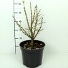 Euonymus alatus  Brslen křídlatý