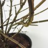 Euonymus alatus  Brslen křídlatý