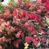 Euonymus alatus  Brslen křídlatý