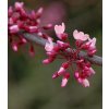 Cercis canadensis 'Forest Pansy'  Zmarlika kanadská