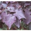 Cercis canadensis 'Forest Pansy'  Zmarlika kanadská