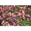 Malus 'Brandy Magic'  jabloň okrasná