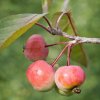 Malus 'Brandy Magic'  jabloň okrasná