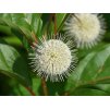 Cephalanthus occ. 'Moonlight Fantasy'(PBR)  hlavoš
