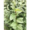 Ligustrum ovalifolium - balení po 25 ks  Ptačí zob vejčitolistý - balení po 25 ks