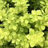 Berberis thunbergii 'Maria®'  Dřišťál thunbergův 'Maria®'