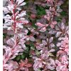 Berberis thunbergii 'Rosy Rocket'®  Dřišťál thunbergův 'Rosy Rocket'®