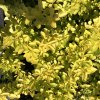 Berberis thunbergii 'Aurea'  Dřišťál Thunbergův 'Aurea'