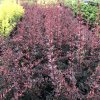Berberis thunbergii 'Dart's Red Lady'  Dřišťál thunbergův 'Dart's Red Lady'