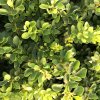 Berberis thunbergii 'Kobold'  Dřišťál Thunbergův  'Kobold'