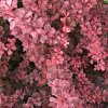 Berberis thunbergii 'Silver Beauty'  Dřišťál Thunbergův 'Silver Beauty'