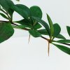 Berberis x media 'Parkjuweel'  Dřišťál prostřední 'Parkjuweel'