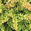 Berberis x media 'Parkjuweel'  Dřišťál prostřední 'Parkjuweel'