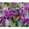Callicarpa bodinieri 'Profusion'  krásnoplodka 'Profusion'