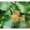 Fagus sylvatica  Buk lesní