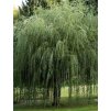 Salix sepulcralis 'Chrysocoma'  Vrba bílá