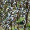 Salix sepulcralis 'Chrysocoma'  Vrba bílá