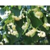 Tilia cordata  Lípa srdčitá