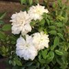 Rosa 'Sea Foam'  Růže  'Sea Foam' bílá mini