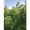 Acer campestre  Javor babyka