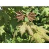 Acer campestre  Javor babyka