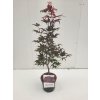 Acer palm. 'Bloodgood'  Javor dlanitolistý  'Bloodgood'