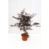 Acer palm. 'Bloodgood'  Javor dlanitolistý  'Bloodgood'