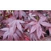 Acer palm. 'Bloodgood'  Javor dlanitolistý  'Bloodgood'