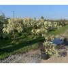 Cornus controversa 'Variegata'  svída sporná 'Variegata'