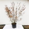 Cotinus coggygria 'Royal Purple'  Ruj vlasatá  'Royal Purple'