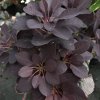Cotinus coggygria 'Royal Purple'  Ruj vlasatá  'Royal Purple'