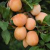 Prunus d.'Aprimira'  mirabelka