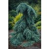 Cedrus deodara 'Feelin' Blue'  cedr himálajský