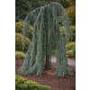 Cedrus libani 'Pendula'  cedr libanonský