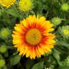 Gaillardia ar. 'Arizona Apricot'  Kokarda osinatá 'Arizona Apricot'