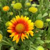Gaillardia ar. 'Arizona Apricot'  Kokarda osinatá 'Arizona Apricot'