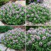 Thymus vulgaris 'Compactus'  tymián obecný