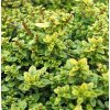 Thymus vulgaris 'Gold'  Tymián pravý 'Gold'