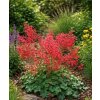 Heuchera sang. 'Coral Forest™'  Dlužicha krvavaá 'Coral Forest™'