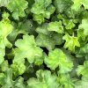 Heuchera sang. 'Coral Forest™'  Dlužicha krvavaá 'Coral Forest™'
