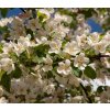 Malus 'Red Sentinel'  jabloň okr. 'Red Sentinel'