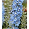 Delphinium 'Excalibur™ Light Blue/White Bee'  Ostrožka  'Excalibur™ Light Blue/White Bee'