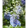 Delphinium 'Delphina Light Blue/White Bee'  Ostrožka Light Blue/White Bee'